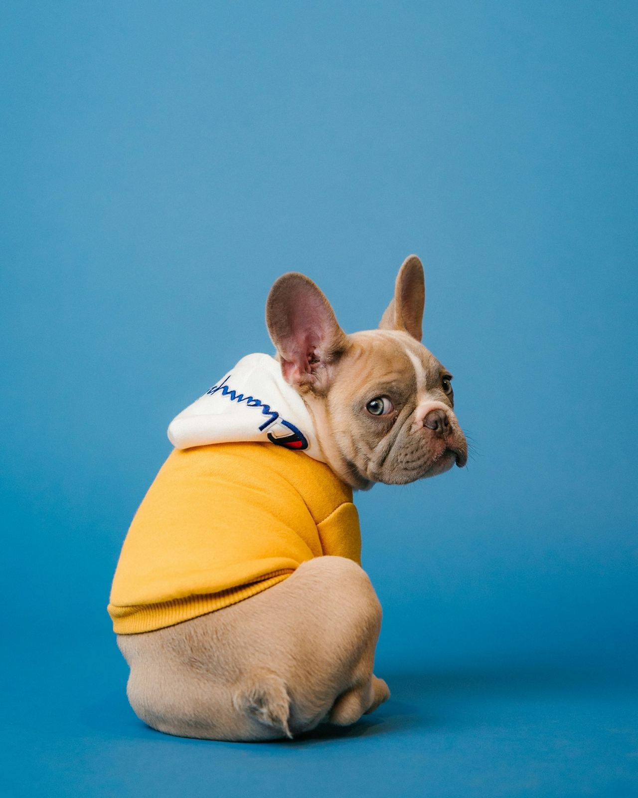 French bulldog in a cozy yellow hoodie