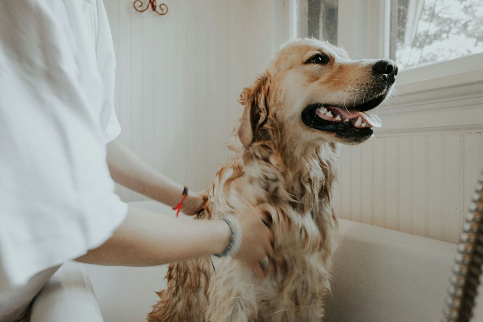 Happy golden retriever being brushed by a groomer