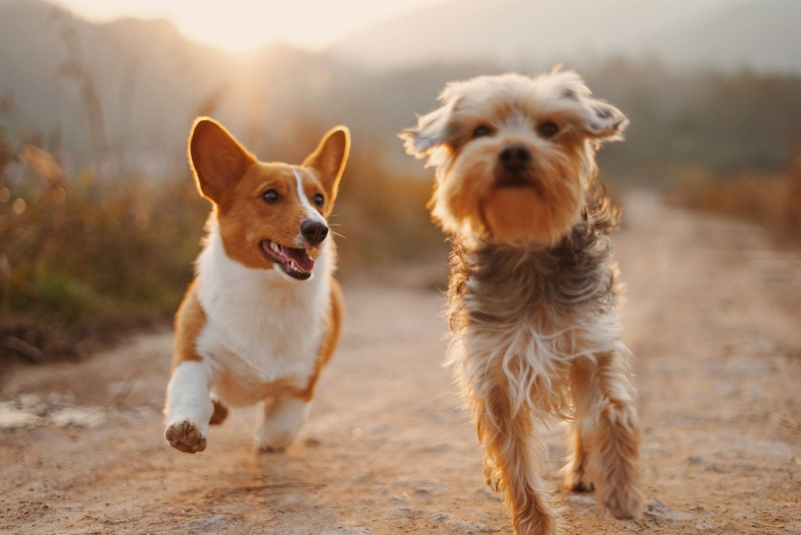 A corgi and a small terrier running happily outdoors